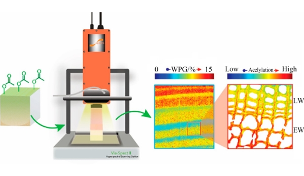 高光譜成像技術(shù)在木材檢測中的應(yīng)用（下）
